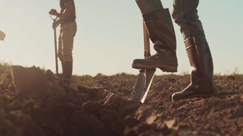 Panning of two men wearing rubber boots and gloves are digging potatoes in the field while their two female coworkers are pulling out weeds on background
