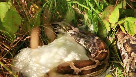 32 Anaconda Eating Stock Video Footage - 4K and HD Video Clips |  Shutterstock