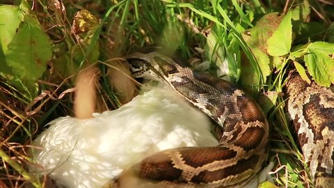 32 Anaconda Eating Stock Video Footage - 4K and HD Video Clips | Shutterstock 32 Anaconda Eating Stock Video Footage - 4K and HD Video Clips | Shutterstock