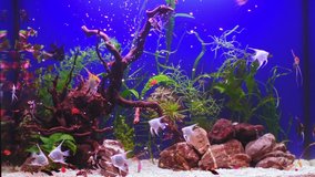 Free Aquarium Stock Video Footage Download 4k Hd 422 Clips