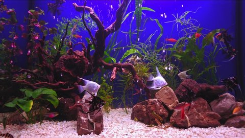 Aquarium landscape with white pebble.  Beautiful freshwater aquarium with green plants and many fish over blue background. Slow motion. Freshwater aquarium with a large flock of fish.  Aqua space.  