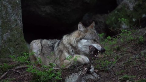 Wolf hid in the forest. The rare animal in nature. Eurasian wildlife nature. Common wolf has a rest on the rock.