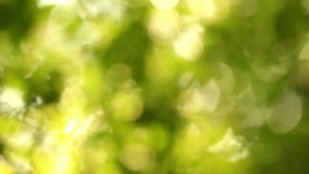 Sunny abstract green nature background. Selective focus. Blurred real green leaves texture. Beautiful summer green trees swinging over blue sky out of focus. Real time full hd video clip.
