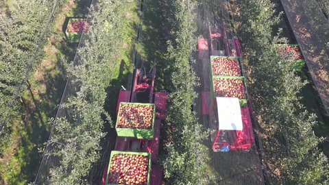 Drone shot of apples in a boxes after harvest transport between rows of orchards to the cold storage. Aerial view of a two specific vehicles collect ripe apples in the orchard that has anti-hail nets