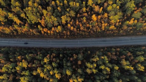 Flight above asphalt road goes through yellow autumn fir larch forest Taiga countryside landscape. Black car driving on route unlit by sun. Baikal Siberia Russia travel. Cinematic professional motion