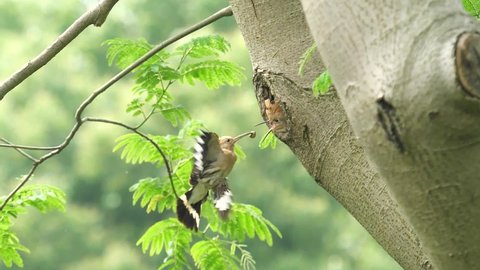 Super slow motion footage of mother bird fly and feed its baby bird, beautiful hoopoe take care of it baby bird.