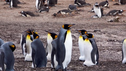 Many penguins rest on the beach. A king penguin walks in the middle of these penguins, straight and head swinging.