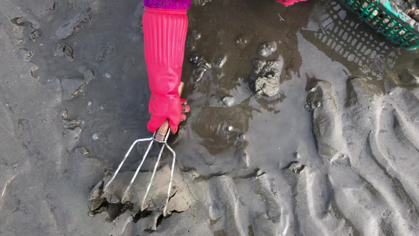 Korea West Sea. A person who catches clams Seashells in the tidal flat.