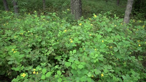 Healing plant celandine with yellow flower grows in the forest, background, medicinal