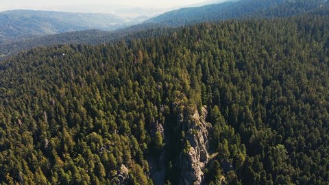 Mountains massif aerial view top of dense green spruce forest on slopes of drone turn on in summer sunny day and blue sky, clouds. Coniferous forest in mountains, meadows. Fresh and clean air. Nature