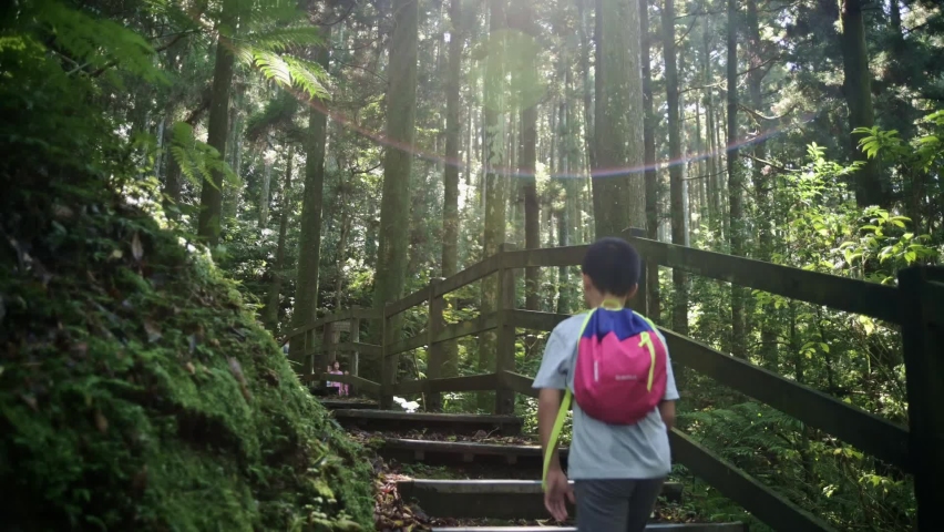 NOV 22, 2020. Shot of Dongyanshan National Forest Recreation Area located at Fuxing District in Taoyuan City, Taiwan. Walking through the gorgeous Cryptomeria forest and the moment of the greenery. 