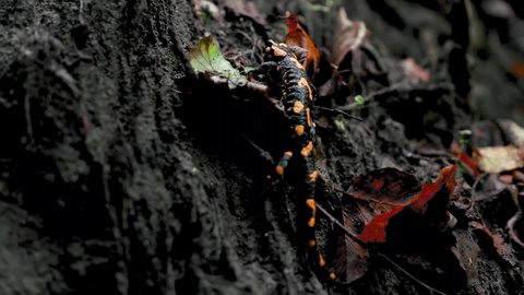 Spotted salamander walking in the forest in autumn season 