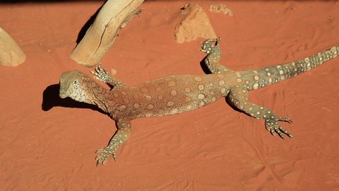 Perentie, Varanus giganteus, the largest monitor lizard or goanna native to Australia, and fourth-largest living lizard on earth. Desert Park at Alice Springs, Northern Territory.