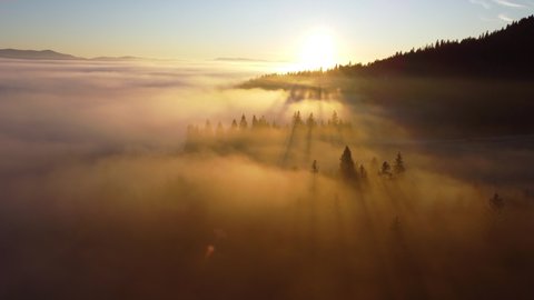 Bird's eye view of beautiful green forest at mist morning sunrise aerial shot