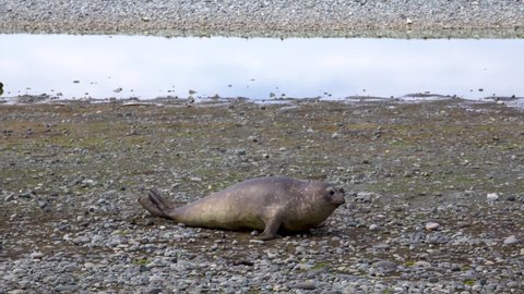 A seal on the gravel by a stream. It was crawling with its body bowed.