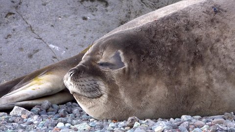 The seal blinks its eyes twice. It sleeps close to the other seal's tail. This is a close-up shot.