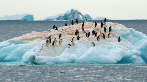 There is a group of Adelie penguins on an ice floe in the sea. The color of the sea is light blue.