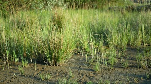 Drought wetland, swamp clay rushes Juncus drying up cracked soil crust earth climate change, environmental disaster and earth cracks, death for plants tree wood, soil dry degradation pond lake