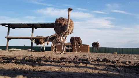 Ostriches behind a wooden fence. Ostrich farm. Ostriches roam freely