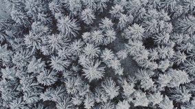 Aerial of picturesque frozen forest with snow covered spruce and pine trees. Top view flyover beautiful winter woodland at snowfall. Frozen treetops. snow flakes falling down. Flight over white woods - Powered by Shutterstock - Get 15% off with code: PIKWIZARD15