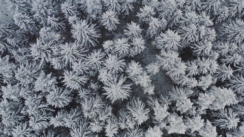 Aerial of picturesque frozen forest with snow covered spruce and pine trees. Top view flyover beautiful winter woodland at snowfall. Frozen treetops. snow flakes falling down. Flight over white woods