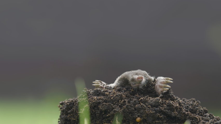 Unbelievable How Big Is A Mole Animal The Truth Is Out - ledjor0