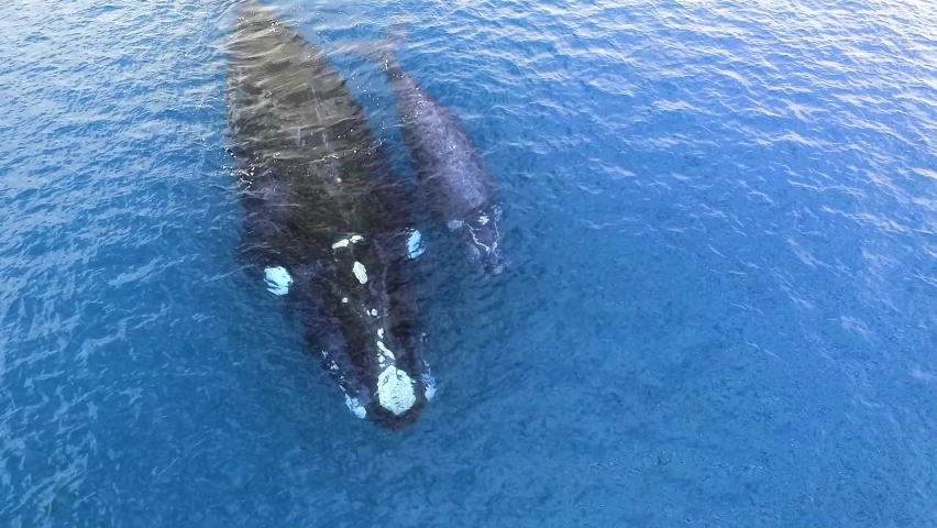 HUD Target drone collecting data of Southern right Whales, Eubalaena australis, Mother and Calf - 3d Motion graphics animation