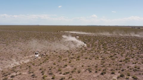 Aerial view of a herd of mustang horses, running wild in middle of a endless desert, sunny day, in USA - tilt, drone shot