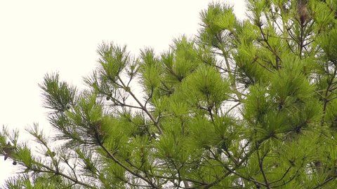 Detail of the branches of a maritime pine, a conifer largely spread in all the Mediterranean Basin. The white background of a cloudy sky makes it a perfect shot to show its needle-shaped leaves.