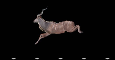 Kudu antelope jumps. Two variations: with horns (male) and without horns (female). Isolated cyclic animation. Can also use as a silhouette.
