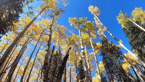 46 Towering aspen trees Stock Video Footage - 4K and HD Video Clips ...