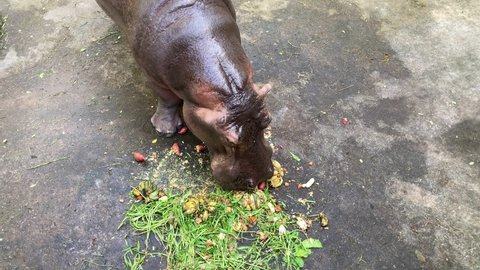 Hippopotamus feeds in the zoo, herbivore mammal animal chew on fruits and vegetables.