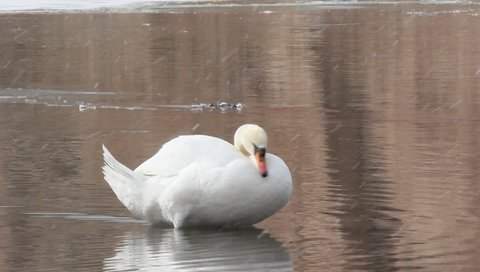 a lone white Swan preen your feathers while standing in the water in winter during a snowfall