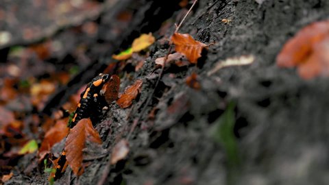 Spotted salamander walking in the forest in autumn season 