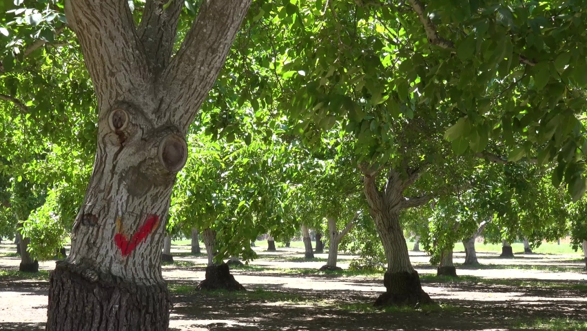 LOMPOC, SANTA BARBARA COUNTY - CIRCA 2020 - Trees in a California walnut orchard blow in the wind near Lompoc, Santa Barbara County.