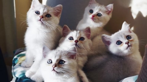 Several kittens of color: a silver chinchilla sits huddled in a bunch, and simultaneously turns its heads to the left and right. Family of British kittens. Synchronous movement.