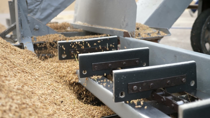 Professional view of a wheat processing action with a dashing modern metallic conveyor moving grain quickly outdoors on a sunny day in autumn. It looks fine, Royalty-Free Stock Footage #1063444333