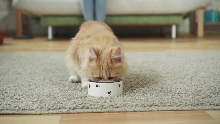 Beautiful cat eats food from a bowl | Shutterstock HD Video #1063444384