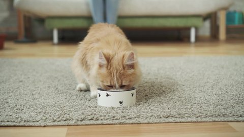 Beautiful cat eats food from a bowl