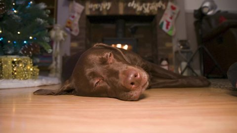 Chocolate Labrador led infront of fire at home living room during christmas time. cute chocolate labrador enjoying warmth of fire.