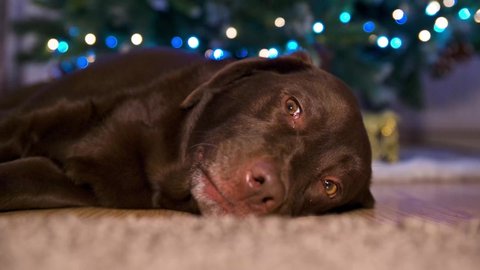 Chocolate Labrador led infront of Christmas tree next to fire in home living room