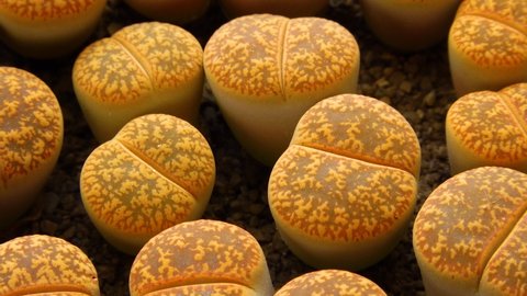Mesembs (Lithops sp.) is a species of Lithops found in South Africa