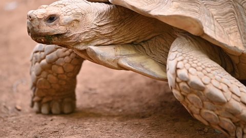 Big old turtle close-up. Turtle moving. Ancient animal in Park, nature, or zoo. High quality FullHD footage