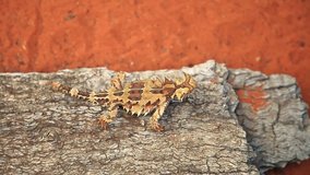 Thorny devil, Moloch horridus, on red sand in Desert Park at Alice Springs, Northern Territory, Central Australia. Insectivorous, they feed on small ants. - Powered by Shutterstock - Get 15% off with code: PIKWIZARD15