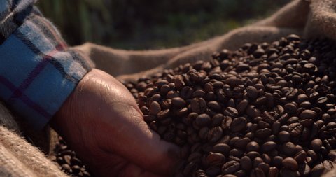 Hand of farmer checking roasted coffee beans on sack