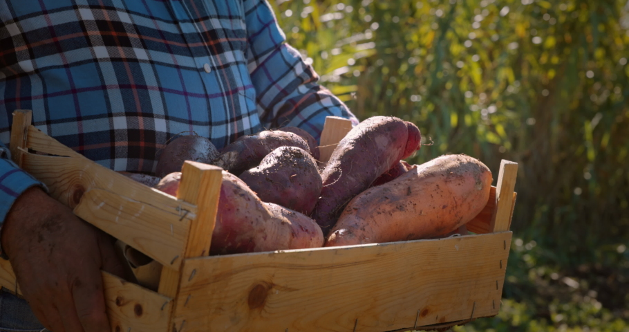 Wooden crate with organic sweet potatoes held by farmer | Shutterstock HD Video #1063451233