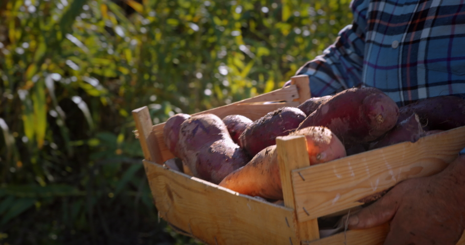 Farmer walking holding sweet potatoes on wooden crate on farm | Shutterstock HD Video #1063451236