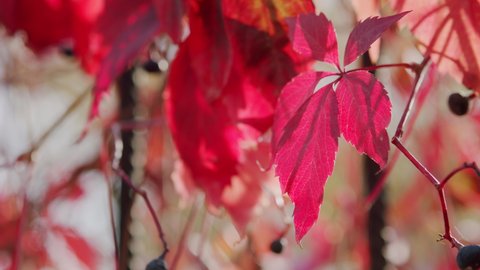 Red leaves of wild grapes in the autumn. Sunny autumn day. Close up of autumn virginia creeper leaves.