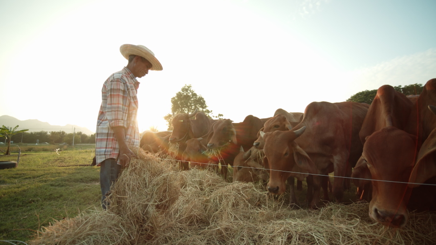 A slow-motion scene of an Asian male farmer in a rural area feeding a herd of cows with hay or straw as the sun approaches in the evening, with the rays of the sun sifting through him gracefully. Royalty-Free Stock Footage #1063457455