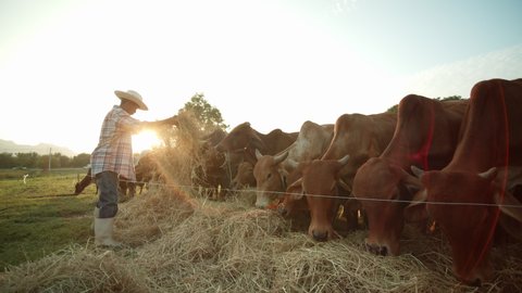 A slow-motion scene of an Asian male farmer in a rural area feeding a herd of cows with hay or straw as the sun approaches in the evening, with the rays of the sun sifting through him gracefully.